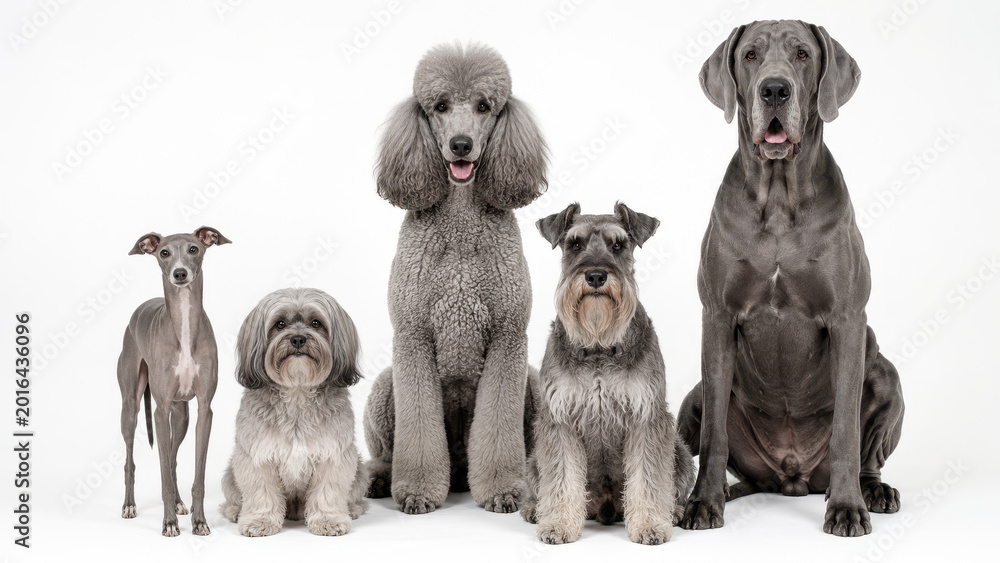 Naklejka premium Assorted gray dog breeds in studio portrait isolated on white background