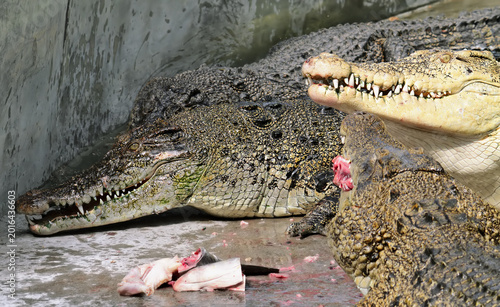 Crocodiles are eating fish.