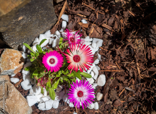 Ice plant with vivid pink flowers growing in mulch and white decorative stones. Low-maintenance succulent suitable for sunny rock gardens and dry conditions.