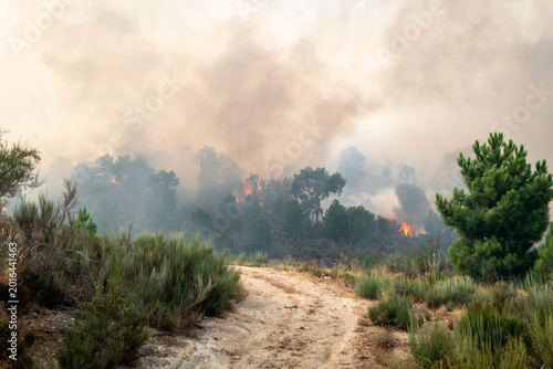 Photos Incêndio florestal ativo numa zona de pinhal com fumo denso sobre um caminho rur