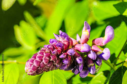 front view, closeup of, purple Wisteria buds beginning to develop into flowers, with green leaves background, with strobe lighting