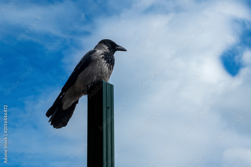 Naklejka premium A gray crow on a pillar