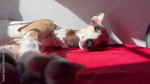 Elegant Whippet Dog Resting in Sunlight on Red Blanket