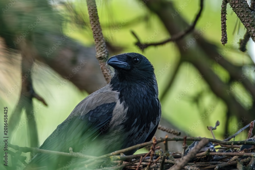 Fototapeta premium Rabenkrähe auf einem Ast sitzend am Vogelnest