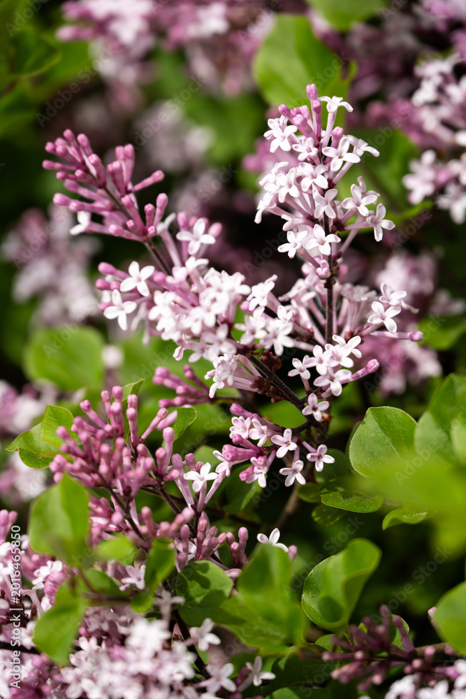Fototapeta premium Full Bloom Lilac Flowers in Spring 