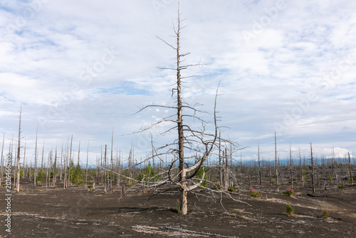Wide view of the Dead Forest in Tolbachinsky Dol, Kamchatka Krai, Russia, with charred tree trunks on black volcanic ash under a cloudy sky