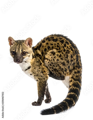 A medium-sized, spotted mammal with distinctive tail and facial features