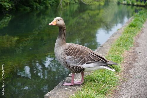 Fotografía goose with brown feathers and orange beak standing beside river