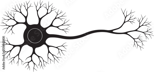Photos Black and white neuron cell structure with branching dendrites and axon also tra