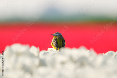 Tableau sur toile Western yellow wagtail bird sitting on a tulip in a blooming field