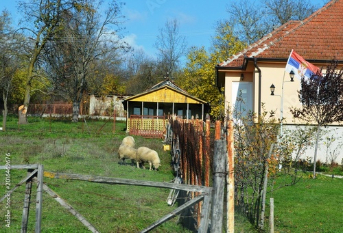 Photography sheep let out to graze in the yard