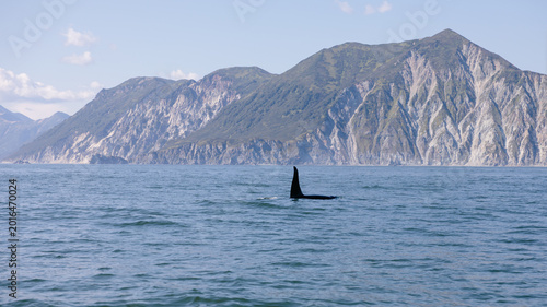 Obraz na płótnie Wild orca dorsal fin breaks the surface of Avacha Bay with rugged volcanic cliff