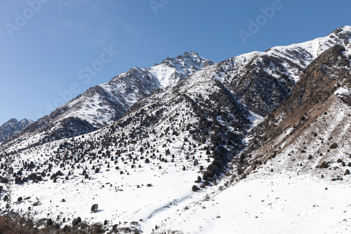 Konstfotografi Winter landscape of snow-covered mountain ridges and scattered conifer trees und