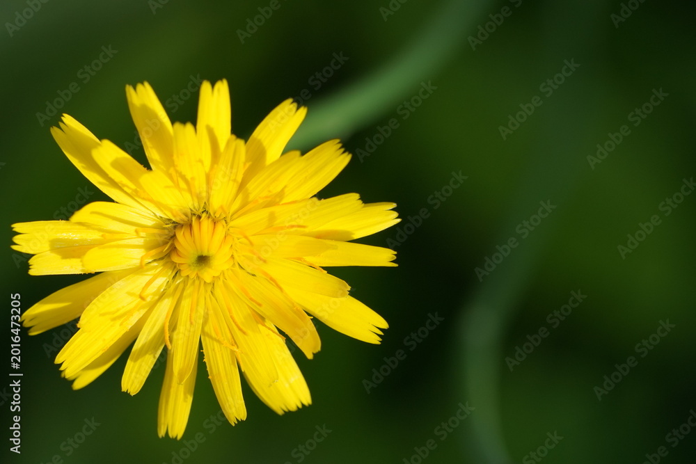 Obraz premium dandelion (Taraxacum officinale) macro view close-up yellow flower