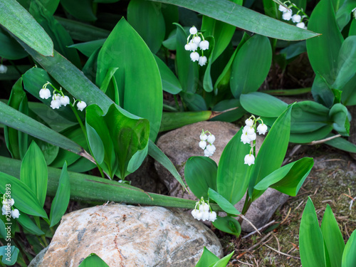 Bild auf Leinwand Lily of the Valley Blooms Surrounded by Green Leaves