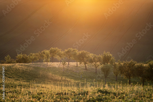 Canvas Print Sunlight filtering through trees in a South Moravian orchard at golden hour