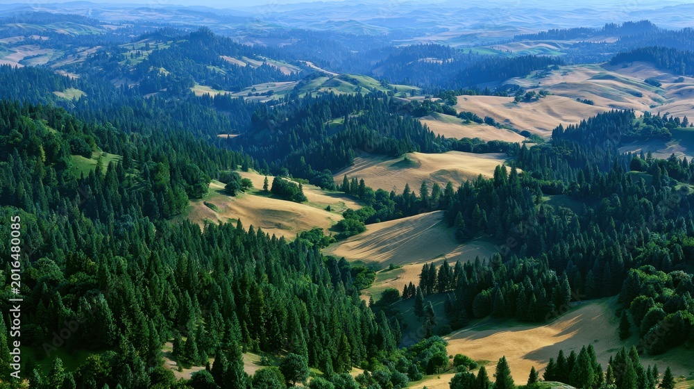 Fototapeta premium Aerial view showcases undulating landscape with dense evergreen forests and expansive golden fields stretching toward horizon.