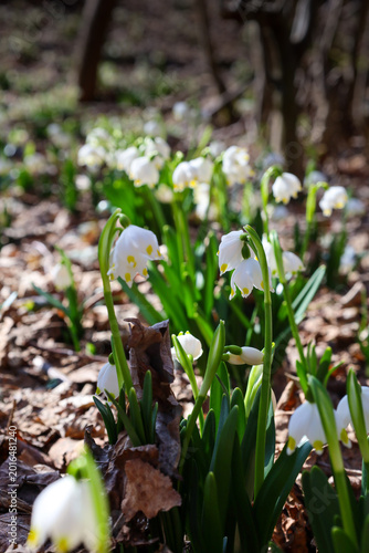 A group of delicate spring snowflake primroses blooms among last year's leaves in a sunny forest. White bell-shaped flowers with yellow spots symbolize nature's rebirth, purity, and the arrival of war