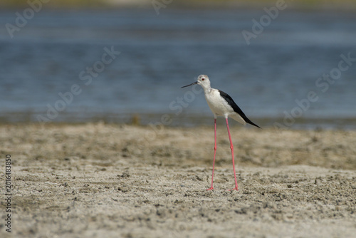 Fotografía Black-winged Stilt on mudflat at Nalsarovar, Gujarat, India
