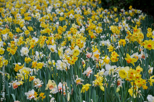 Canvas Print mixed field of daffodils with many different varieties and color variations