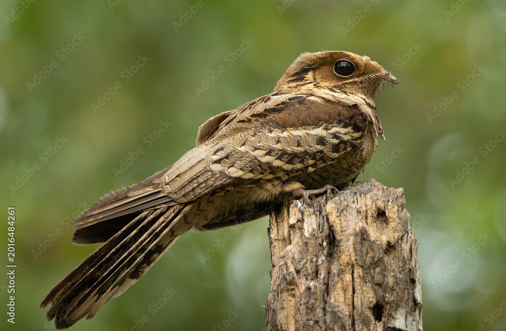 Fototapeta premium Close-up portrait of a Large-tailed Nightjar (Caprimulgus macrurus).
