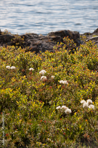 Plants on the ground in the forested wilderness island in lake Inari, Lapland, Finland in summer