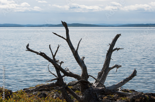 Old, dead and fallen tree roots on shore of an island in the lake Inari wilderness in Lapland, Finland in summer