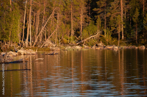 Late summer night lake shore scenery on a forested wilderness island on the lake Inari in Lapland, Finland