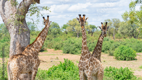 Photography Close encounter with three giraffes in the bush, Kruger National Park, South Afr