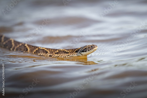 Obraz na płótnie Water Snake Swimming