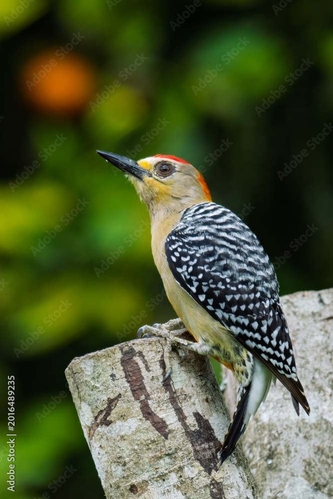 Fototapeta premium Red-crowned Woodpecker Perched on Tree Trunk in Lush Colombian Forest