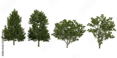 Collection of Sorbus plants on transparent background