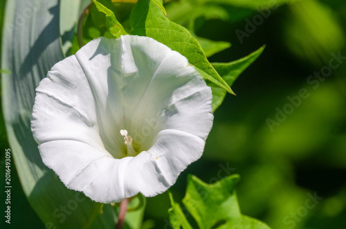Close-up of a white Hedge Bindweed (Calystegia sepium) flower