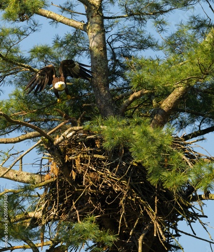 A high-angle, detailed shot of an adult Bald Eagle (Haliaeetus leucocephalus) with its wings spread, coming in for a landing on a massive stick nest (eyrie) built high in a white pine tree. 