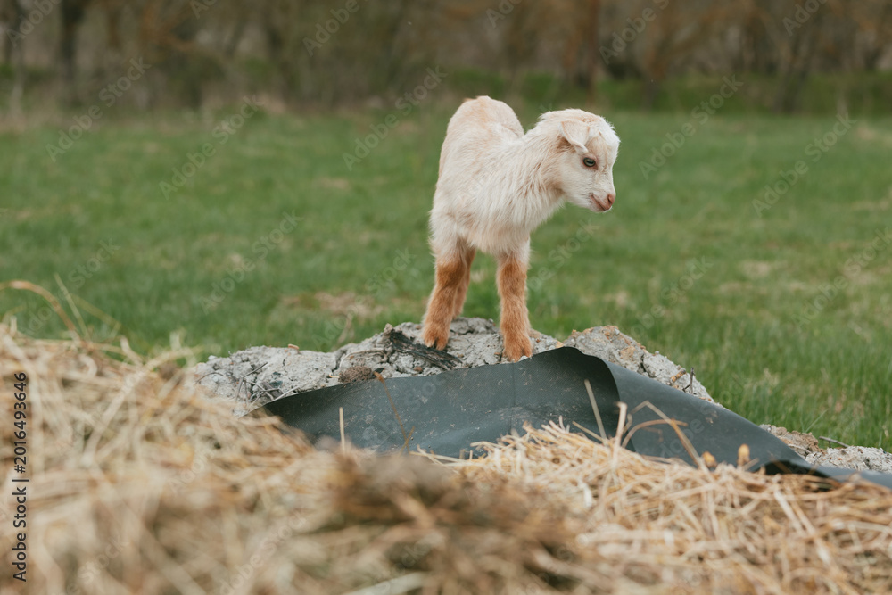 Fototapeta premium Young white goat kid stands on a pile of hay and fabric in a green field during a calm spring day, capturing a natural and peaceful rural lifestyle moment.