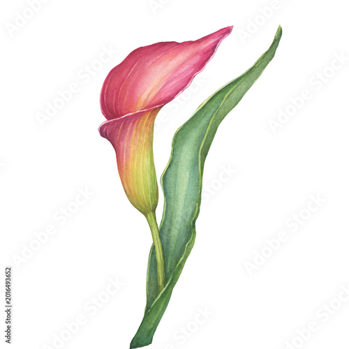 Pink calla lily flowers with green leaves (Zantedeschia rehmannii, pink arum lily). Floral botanical greeting card. Hand drawn watercolor painting illustration isolated on white background