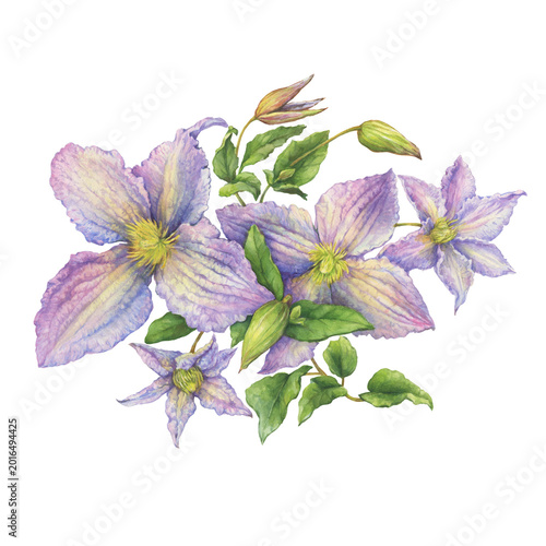 Bouquet of purple clematis flowers with green leaves. Floral botanical greeting card. Hand drawn watercolor painting illustration isolated on white background.