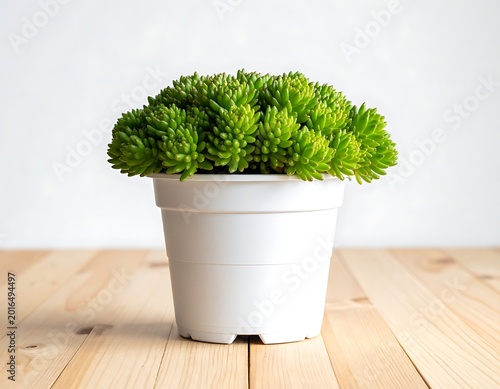 A small green plant in a white pot on a wooden surface (1)