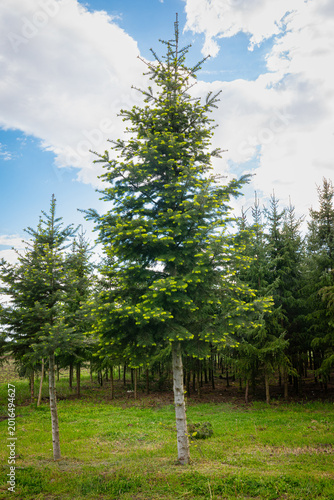 Isolated white fir, Abies concolor, with new shoots, at the edge of a forest