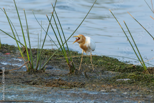 Fotografía Cattle Egret tossing prey at wetland edge in Gujarat, India