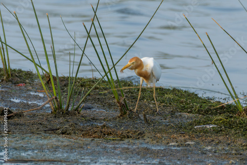 Photos Cattle Egret with captured prey at wetland edge in Gujarat, India
