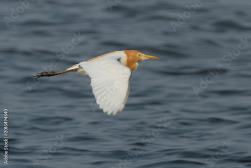 Canvastavla Cattle Egret in flight over wetland waters in Gujarat, India