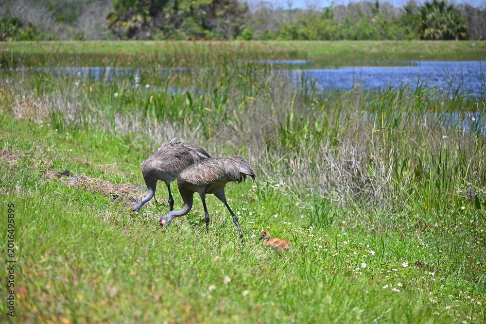 Fototapeta premium Florida sandhill cranes with baby, feeding