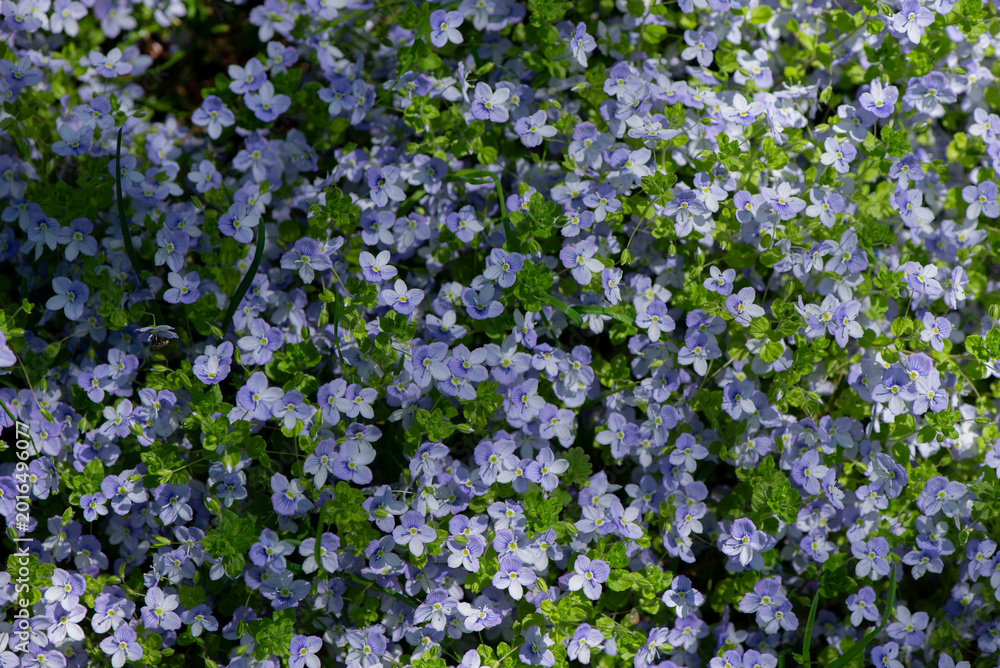 Obraz premium Field of small blue wildflowers also known as forget-me-nots or Scorpion grasses. blooming in spring. Natural floral background with fresh seasonal atmosphere.