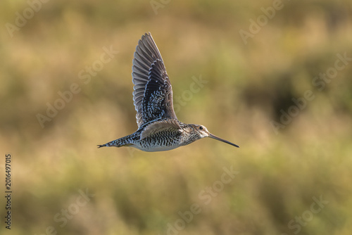 Bilde på lerret Closeup of a Wilson's snipe in flight.