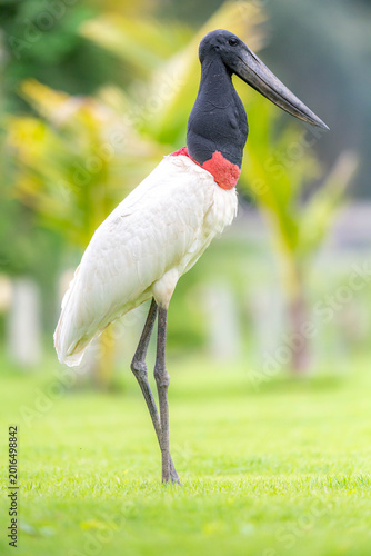 Jabiru Stork Standing Tall