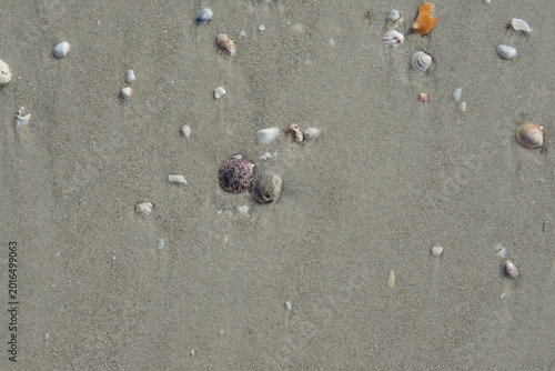 sea shells on the beach, shells, shelling, naples, florida, us, north america, sea snail shells, march 2026