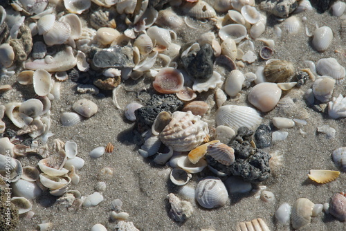 sea shells on the beach, shells, shelling, naples, florida, us, north america, sea snail shells, march 2026