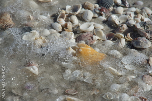 sea shells on the beach, shells, shelling, naples, florida, us, north america, sea snail shells, march 2026
