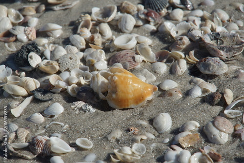 shell, shelling, naples beach, april 2026, beach, florida, north america, us, travelling, holiday, sea snail shell